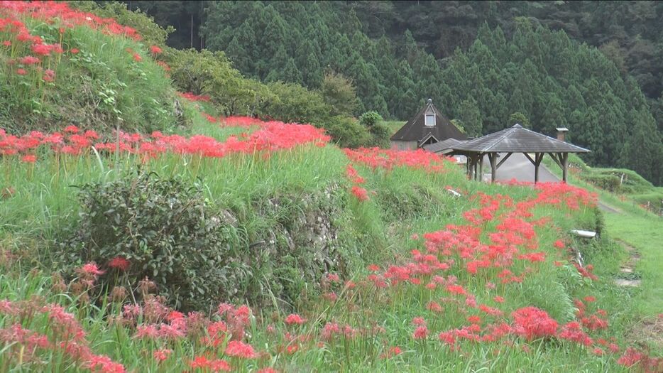 見頃を迎えたヒガンバナ 三重県熊野市の「丸山千枚田」