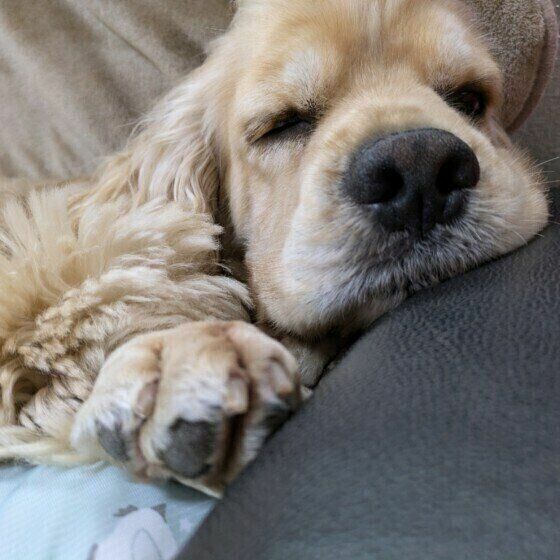 アメリカン・コッカー・スパニエルの犬志郎くん♪