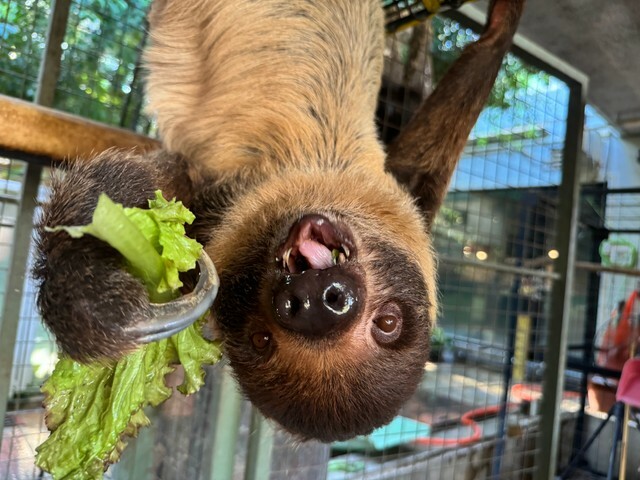 提供：神戸市立王子動物園