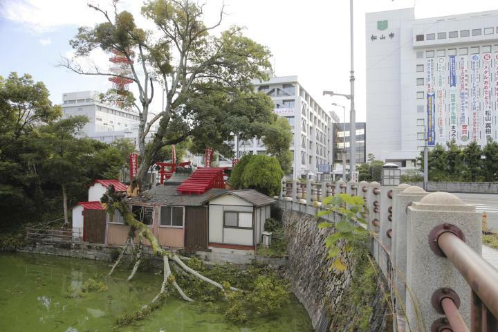 一部が折れ、堀側へ倒れているエノキ＝23日午前7時10分ごろ、松山市堀之内