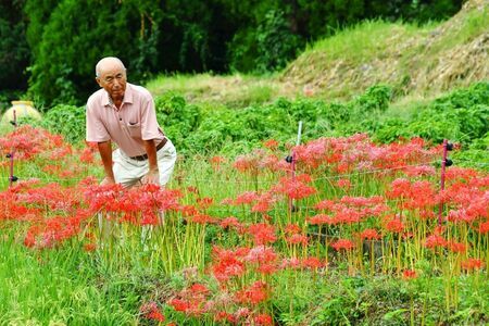 ヒガンバナの生育状況が悪いと話す「江里山蕎麦の会」の岡本弘道さん=小城市小城町の江里山地区