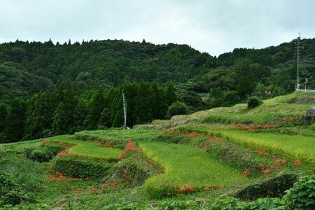 例年ならば棚田を真っ赤に縁取るヒガンバナだが、開花はまばら＝小城市小城町の江里山地区