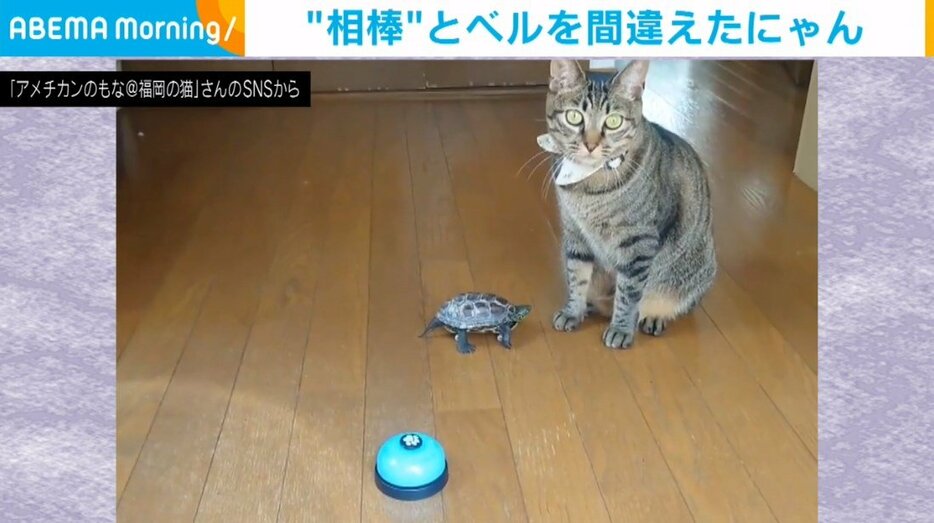 猫の小雪ちゃん（推定2歳）とカメの軍曹くん（推定5歳）