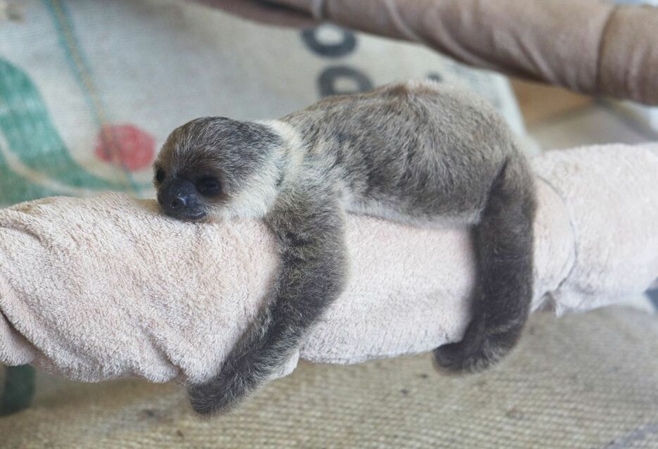 寝ているフタユビナマケモノの赤ちゃん（１９日、和歌山県白浜町で）