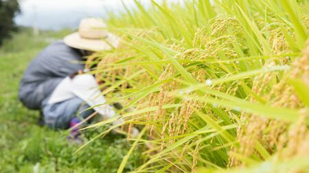 近年、食材を生かすようなお米も脚光を浴びるようになりました。このようなニーズの変化もあり、これまでさまざまな特徴を持つお米の品種が開発されています（写真：sasaki106／PIXTA）