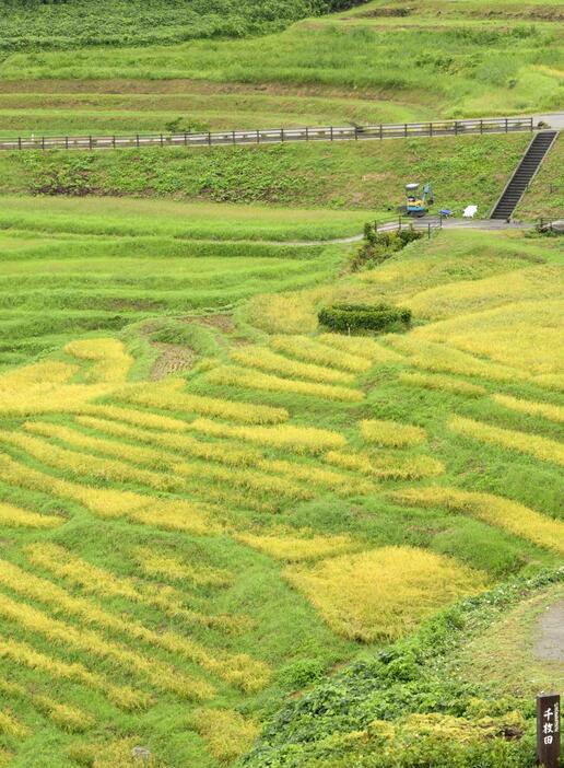 稲が穂を実らせ収穫の時期を迎えている、能登半島地震で被災した棚田「白米千枚田」＝2日午前、石川県輪島市