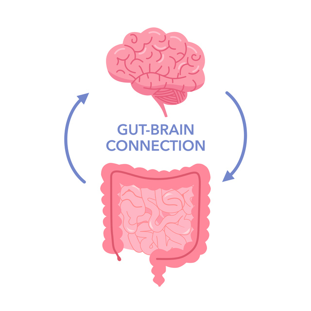脳と腸は双方向に情報が伝達する photo by gettyimages