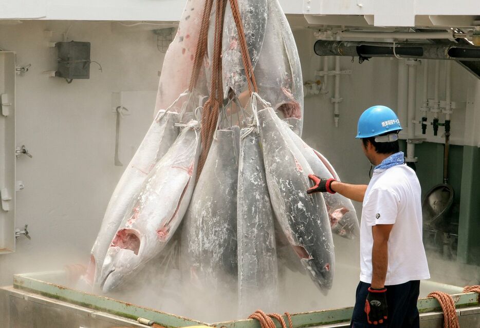 清水港の冷凍マグロの水揚げ風景。ミナミマグロの価格が回復しなければ、国産メバチの供給量も減る可能性がある　写真：PIXTA