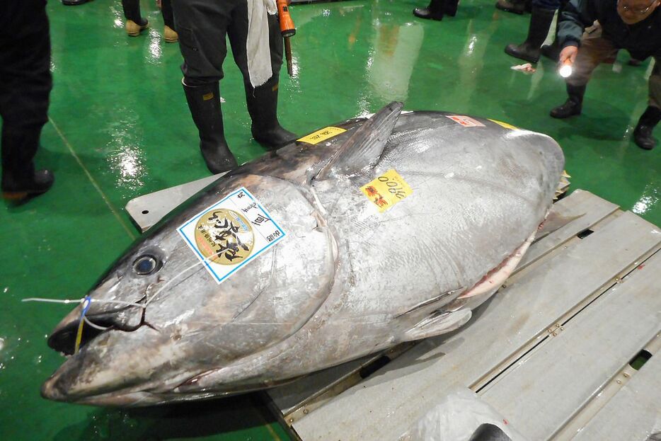 豊洲市場で競り落とされた、生鮮マグロ水揚げ量日本一の和歌山県勝浦港産　写真：市場関係者提供