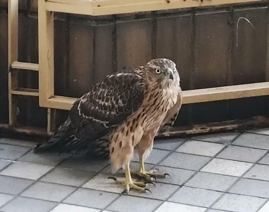 さいたま市のJR大宮駅近くの繁華街に現れた大型の鳥＝7日午後（通行人提供）