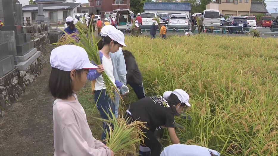 稲刈りに挑戦する子供たち 愛知県岡崎市