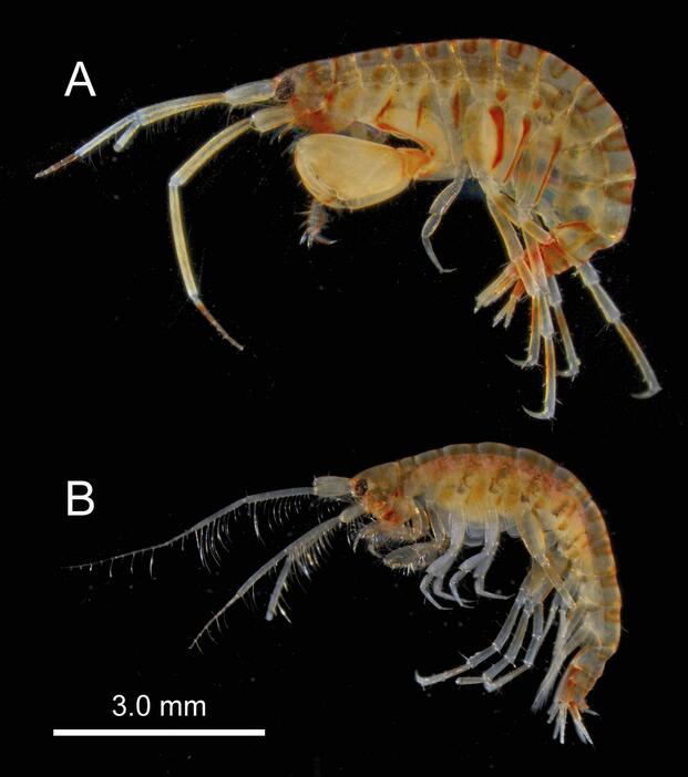 鹿児島湾で発見された新種のヨコエビ。上が雄、下が雌（日本ベントス学会提供）