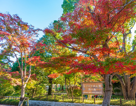 平成庭園の紅葉。