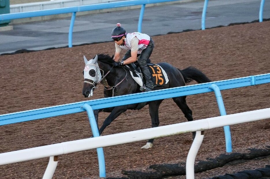 5戦して馬券圏を外したことがないヤマニンアドホック