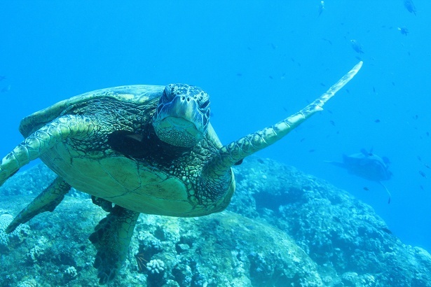 ハワイの海でウミガメにも会えるかもしれない！