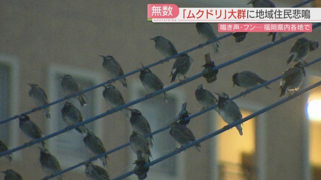 住民を困らせるムクドリ