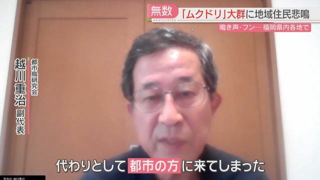 都市鳥研究会の越川副代表