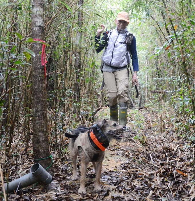 マングースの臭いを探す探索犬のトゥイ＝８月、沖縄県国頭村