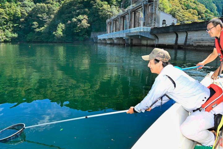 四国中央市の金砂湖でマミズクラゲを調査する広島大大学院の豊田賢治さん（右）と柳瀬ダム管理事務所職員＝18日午前