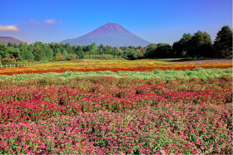 昨年の虹の花まつりの様子