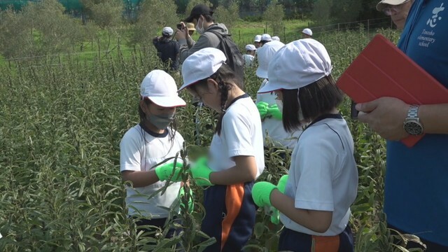 ゴマの収穫を体験する小学生　香川・土庄町　9日