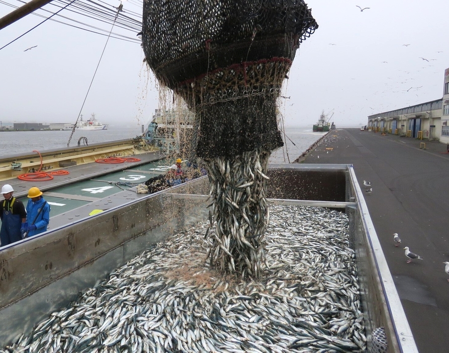 豊漁だったマイワシが、過剰漁獲状態に陥っている