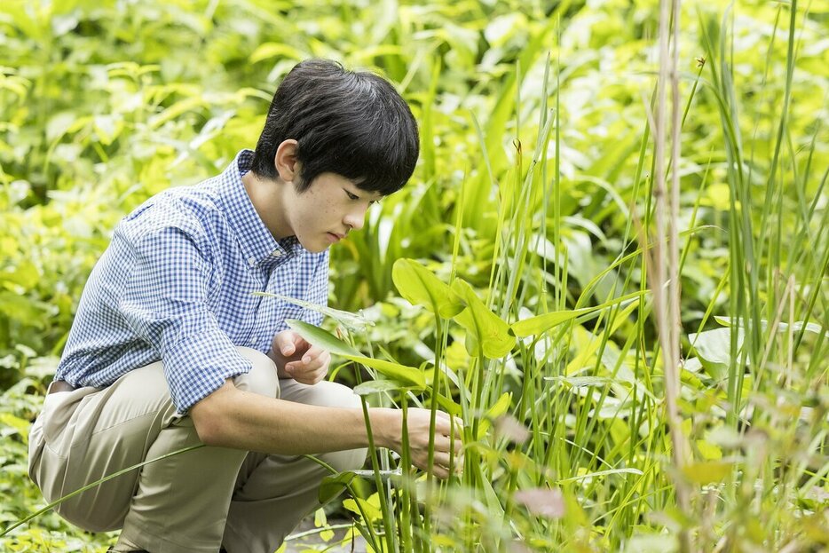 秋篠宮邸の庭にある表町池の周辺で植物の観察をし、高校1年生の時に自ら植えたヒメガマを手に取る秋篠宮家の長男悠仁さま。18歳の成年を迎えるにあたり宮内庁が公表=2024年7月、秋篠宮邸の庭、宮内庁提供