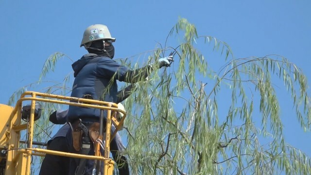 倉敷美観地区で始まった柳の剪定　岡山・倉敷市