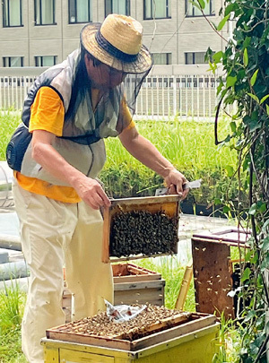 新東京ビルの屋上でミツバチを飼育。大丸有地区の企業の社員が採蜜活動に集まった。（写真＝日経ESG）