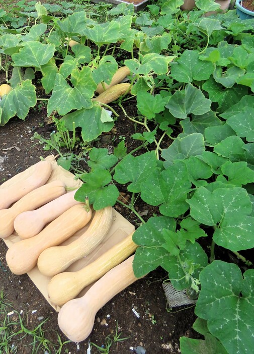 大量の鶴首カボチャ＝愛知県豊橋市飯村南で