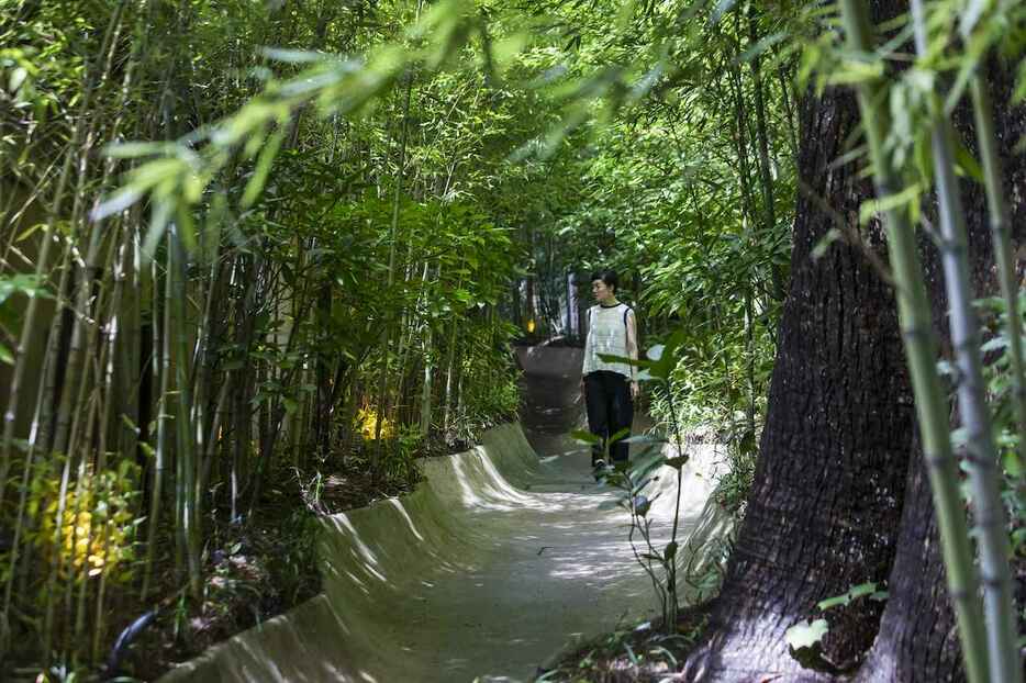 大楠とカフェを結ぶ竹林の小径　PHOTOGRAPH BY YUKO CHIBA