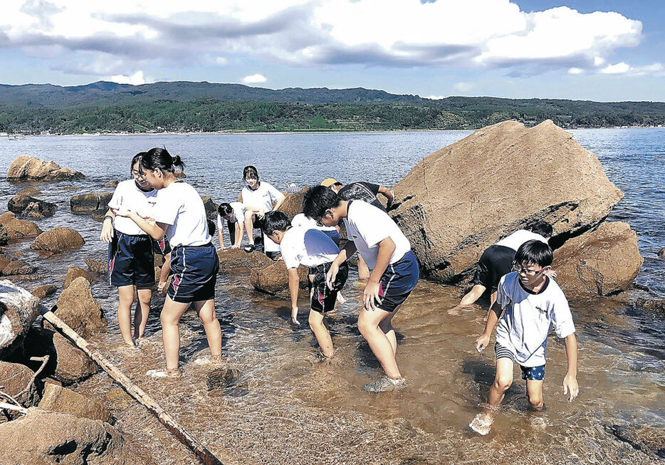 水中の生物を探す児童＝氷見市の虻が島