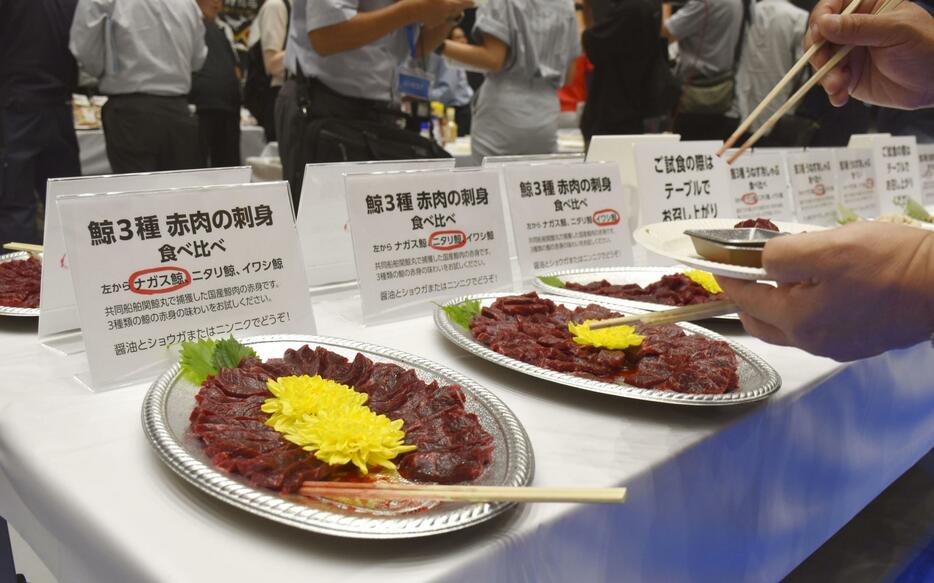 豊洲市場の商談会で実施されたナガスクジラと他のクジラの食べ比べ＝13日午前、東京都江東区