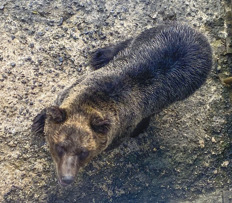 「のぼりべつクマ牧場」で飼育されているヒグマのスミリ＝北海道登別市（同牧場提供）