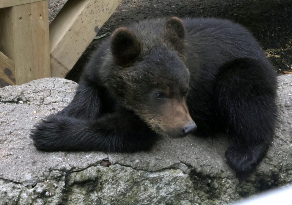 「のぼりべつクマ牧場」で飼育されているヒグマの子ども＝北海道登別市