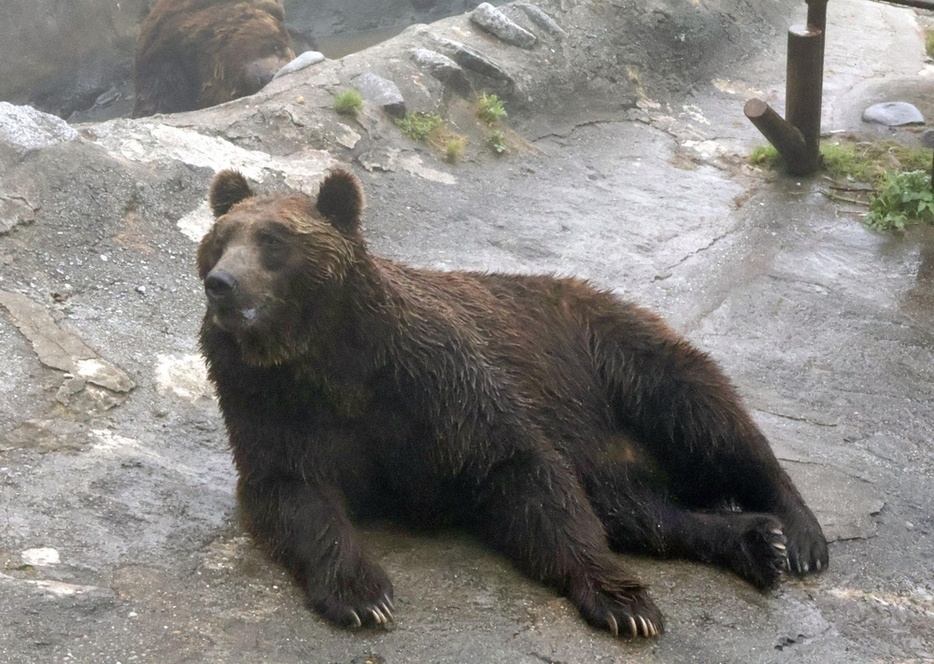 「のぼりべつクマ牧場」で寝そべるヒグマ＝北海道登別市