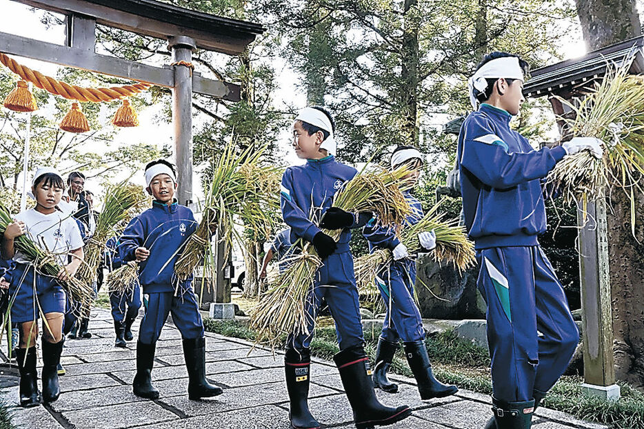 刈り取った稲を拝殿に運ぶ児童＝富山市宮保の熊野神社