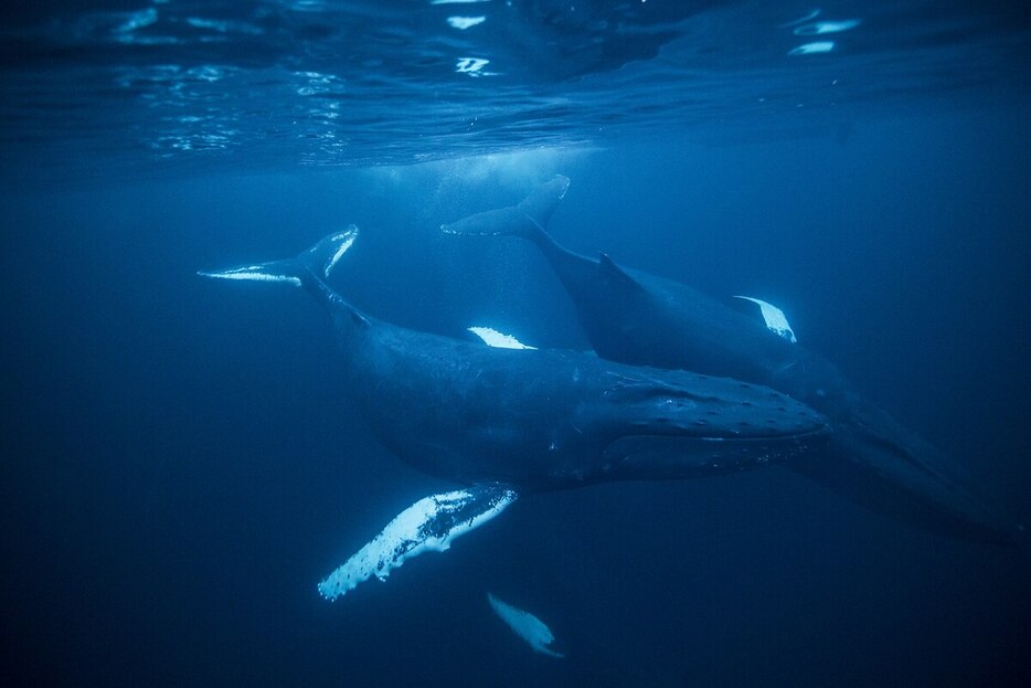 ザトウクジラの悲しげな鳴き声は、水中を通じて遠くまで伝わる。（PHOTOGRAPH BY PAUL NICKLEN, NAT GEO IMAGE COLLECTION）