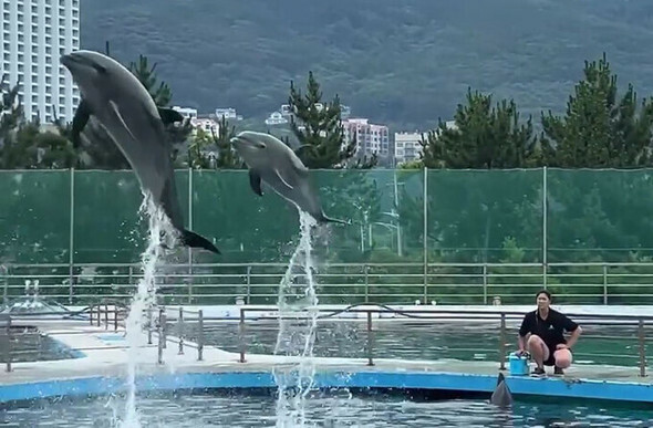 「イルカ虐待」を批判されてきた水族館「巨済シーワールド」が、子イルカを利用した体験プログラムを新たに始め、批判の声があがっている。写真は母イルカのマーク（左）とマイロ=巨済シーワールドのインスタグラムより