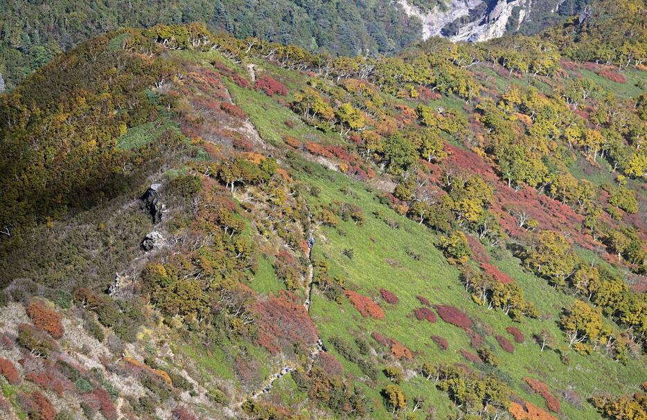 木々が秋色に染まった北海道・大雪山系の黒岳の登山道付近＝23日（共同通信社ヘリから）