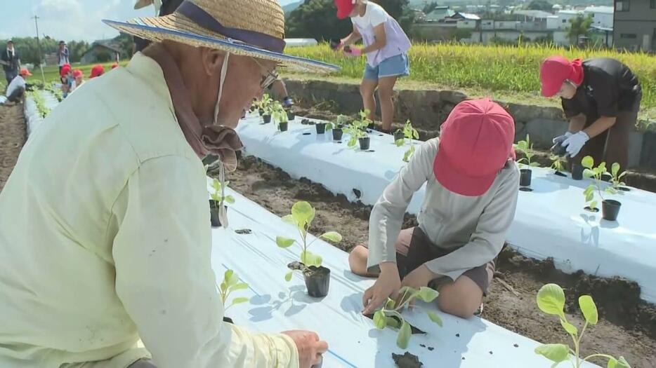 伝統野菜「広甘藍」苗植え体験　「大きく育ってね！」　広島・呉市