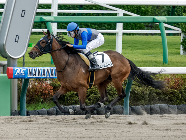 中山6R新馬戦を制したハッピービバーク(撮影：下野雄規)