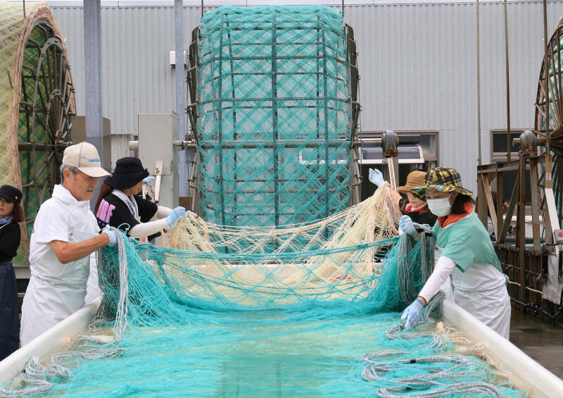 ノリの「種付け」作業をする作業員たち＝兵庫県明石市の兵庫のり研究所で、三村政司撮影