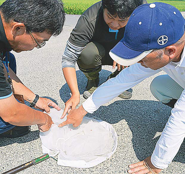 虫取り網ですくい取ったカメムシなどを種類別にカウントする（愛媛県伊予市で）