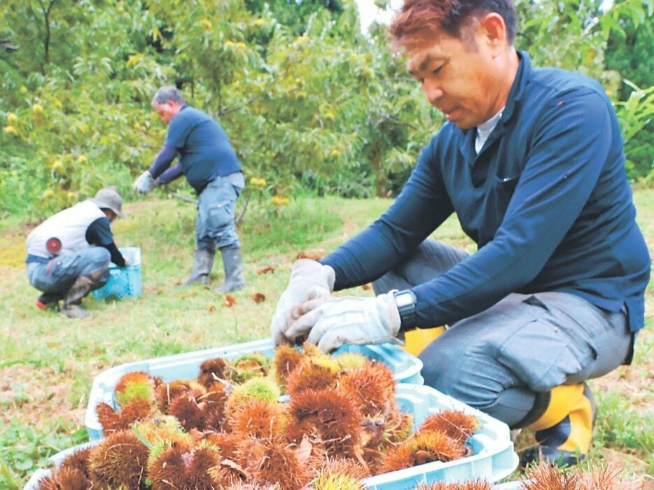 宮島栗園で「ミヤクリ」の収穫に励む黒田さん（右）ら＝小矢部市