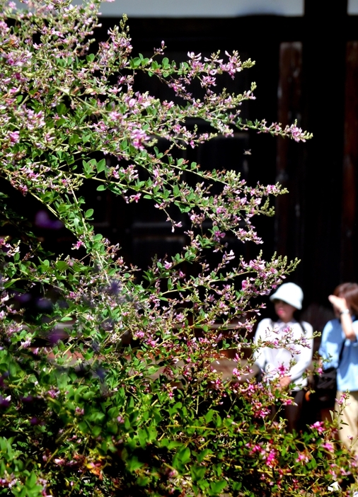 直径1～2センチほどの小さな花が枝いっぱに咲き誇るハギ=奈良市中院町の元興寺