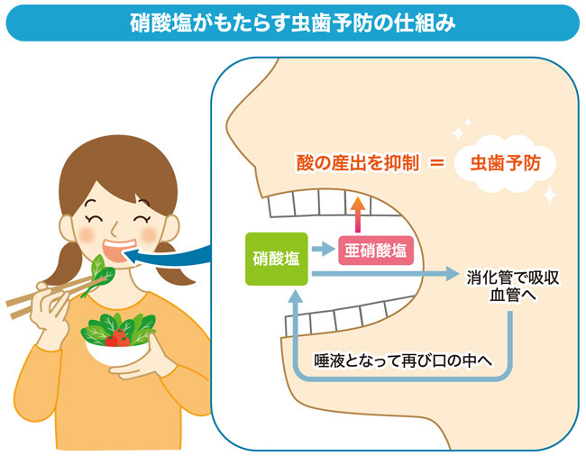 硝酸塩がもたらす虫歯予防の仕組み