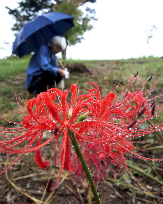 雨つゆにぬれて一層鮮やかさを増したヒガンバナ＝一関市滝沢の水口公園