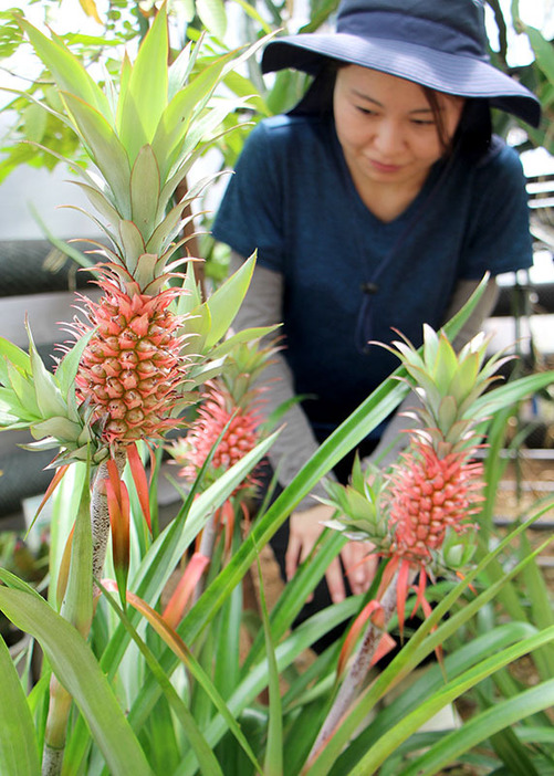 県立花きセンター展示温室で実を結んだパイナップル