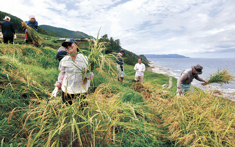 白米千枚田で稲刈りに汗を流す関係者＝３日午前１０時４０分、輪島市白米町